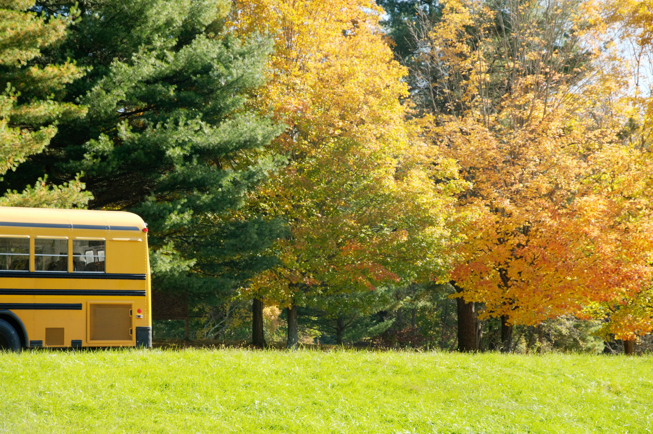 Field trip - yellow school bus parked in autumn forest